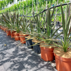 Kordylína austrálska (Cordyline australis) ´CHOCOLATE MINT´ výška: 50-70 cm, C5L (-12°C)